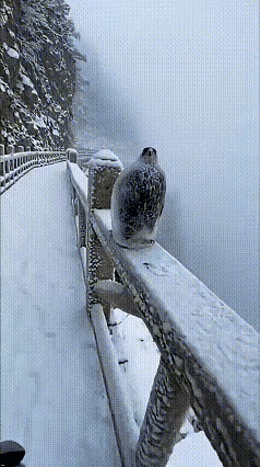 冻成这样了居然还能活？