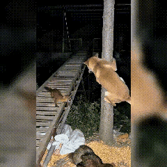 农村夜晚这一出真是笑死人~

有人发了一条视频，视频上是大鹅、猫还有狗，面对黄鼠