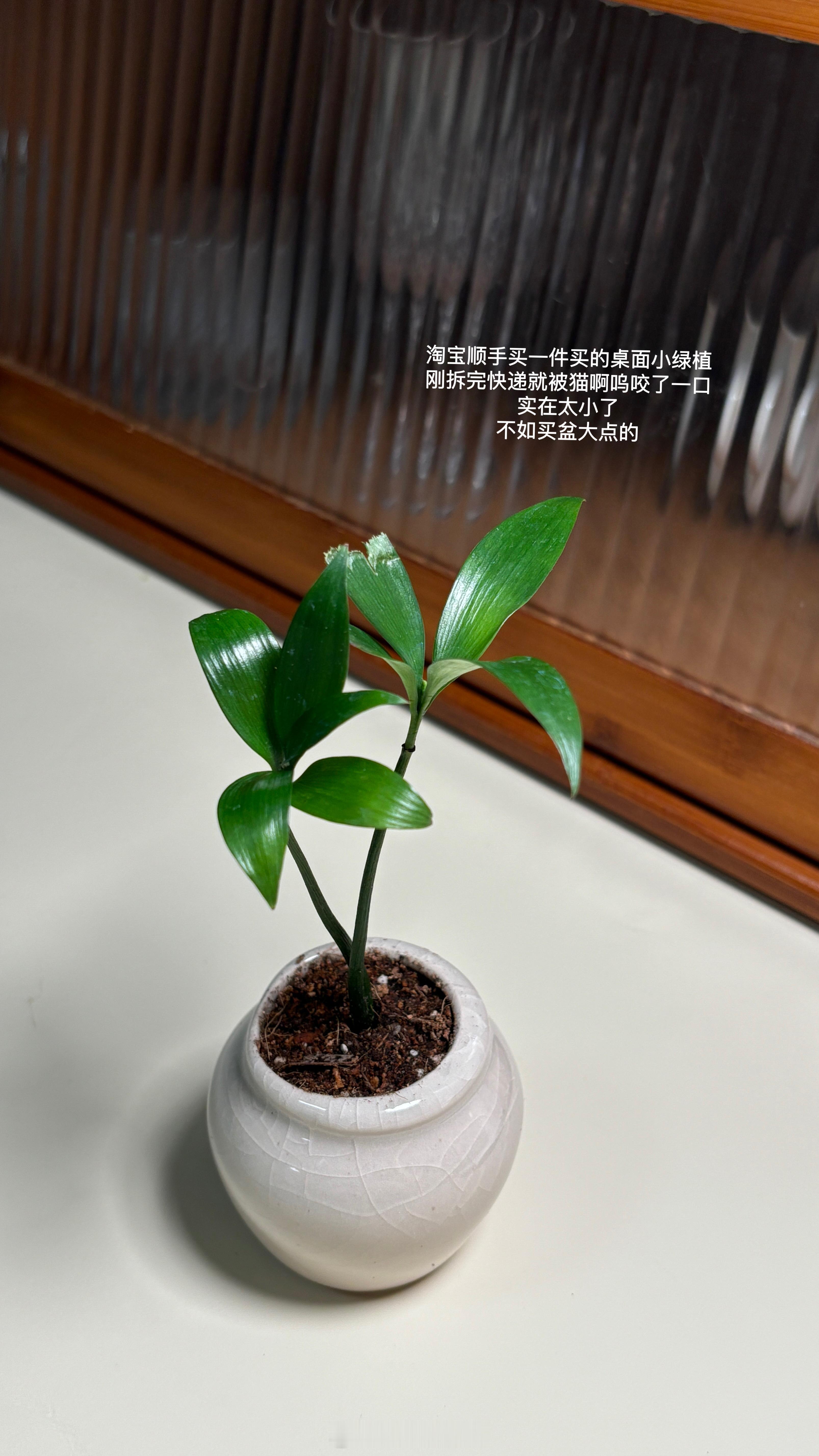 日常plog今天吃了四种口味雪糕！ 