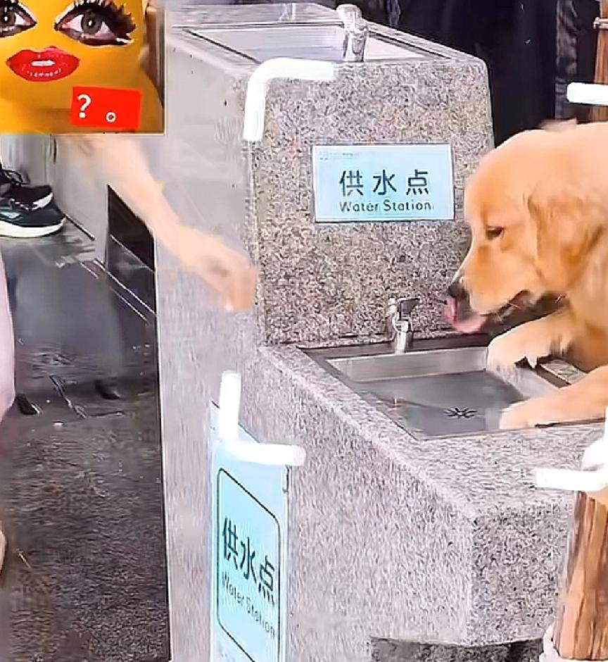 街头便民直饮水点，本是城市给行人、环卫工人、过路孩童准备的公益设施，干净的直饮水