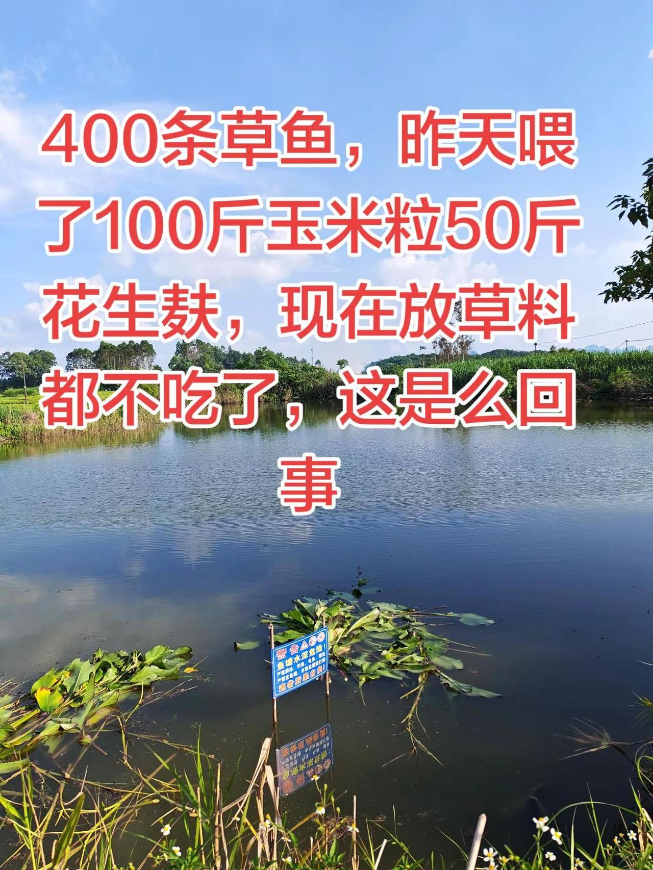 喂了玉米，现在不吃草了，是什么原因养鱼日记 草鱼 农村生活 三农