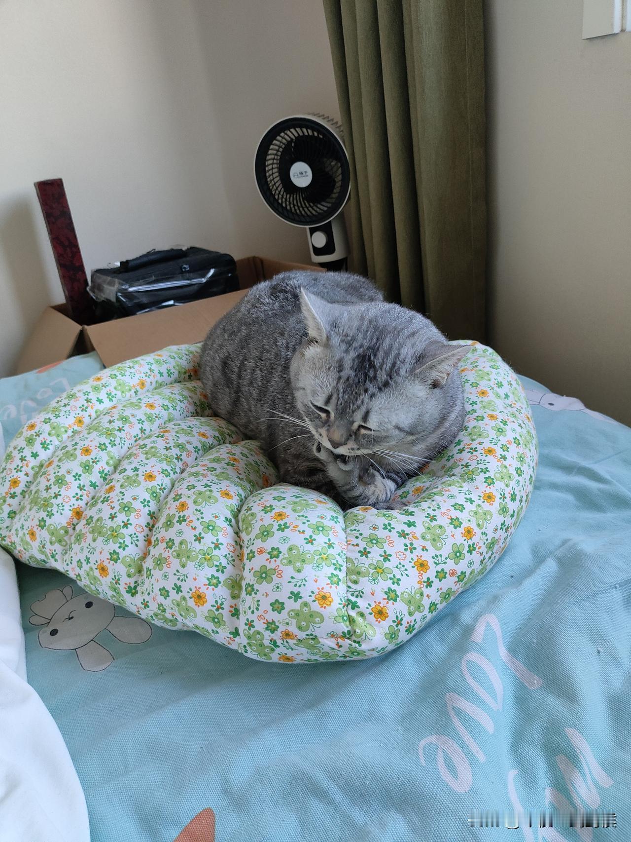 孤独的时间久了，容易把猫当成女朋友，晚上躺在一起睡觉，无聊的时候就抱着它，甚至跟