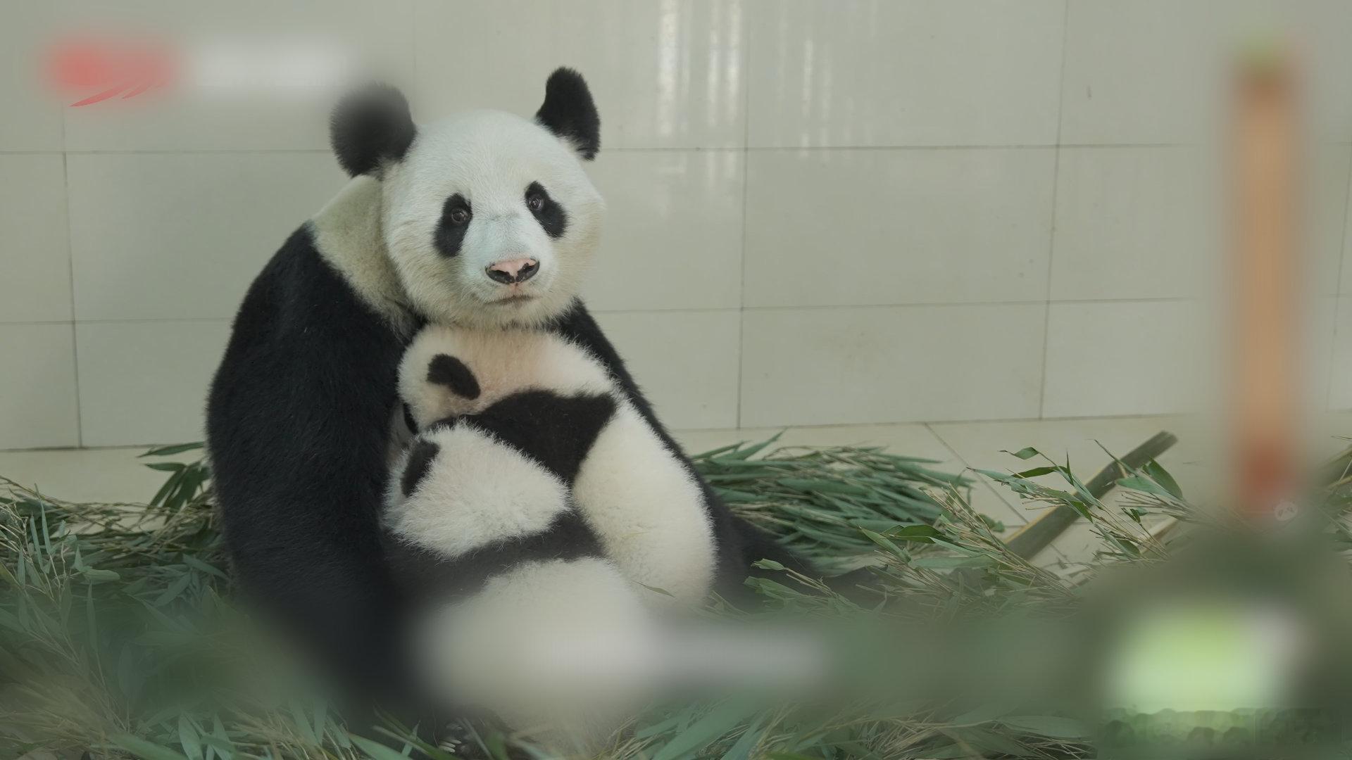 在成都看福凤双胞胎的团圆路原来熊猫崽崽学走路，居然是充满“坎坷”，奶爸和熊猫妈妈