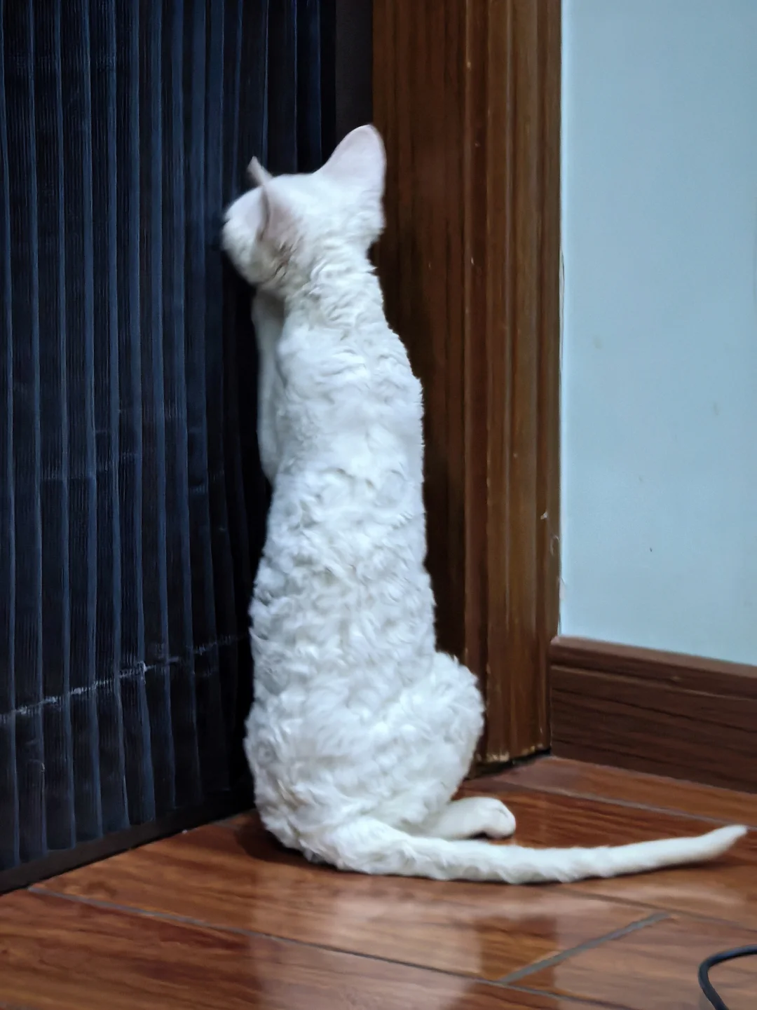 2k捡大漏 这毛量谁看了不说一声绝