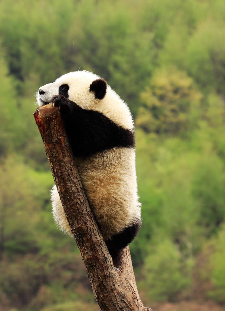 【熊猫捡屎官迎战灵魂提问】服务的孩子们在线提问🐼熊猫捡屎官：野外大熊猫遇到危险