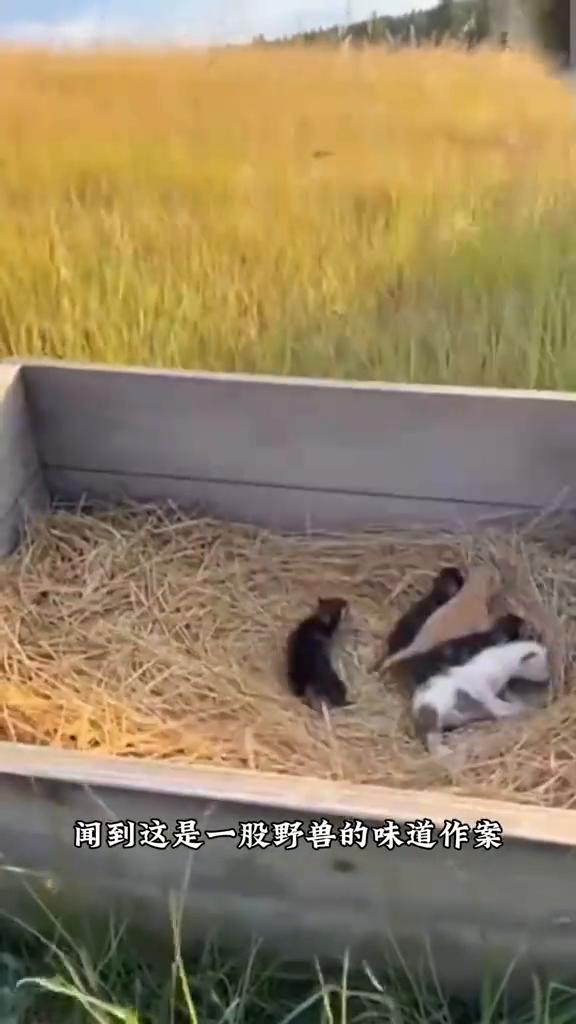 美洲狮突然闯入并袭击带孩子的猫咪妈妈。猫妈妈被叼走后，还在喝奶期的小幼崽顿时哇哇