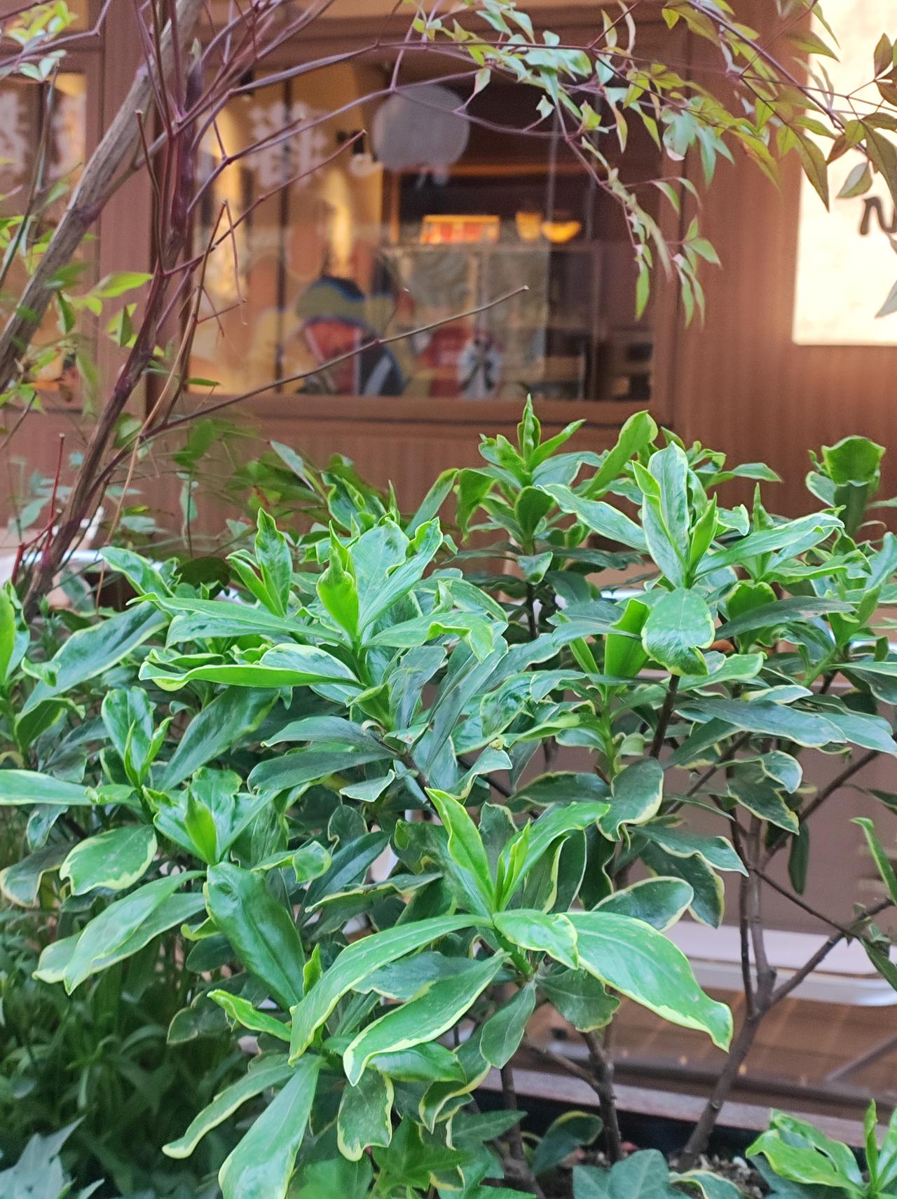 街拍
这店面装修的很舒服，如果门前植物是瑞香，就更好了。