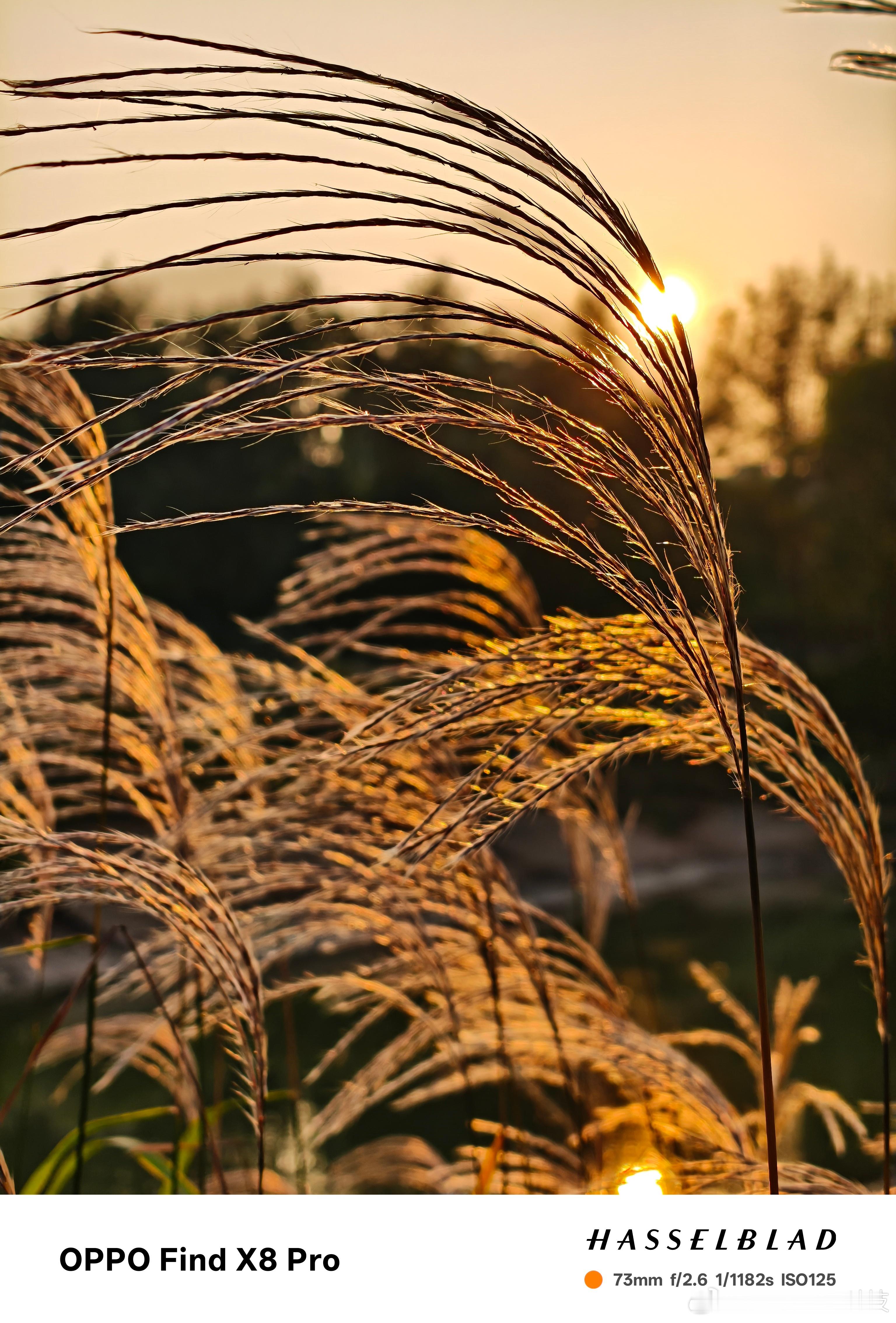 周天都做什么了？OPPO Find X8 Pro照片直出，大家打个分，猜猜在哪里