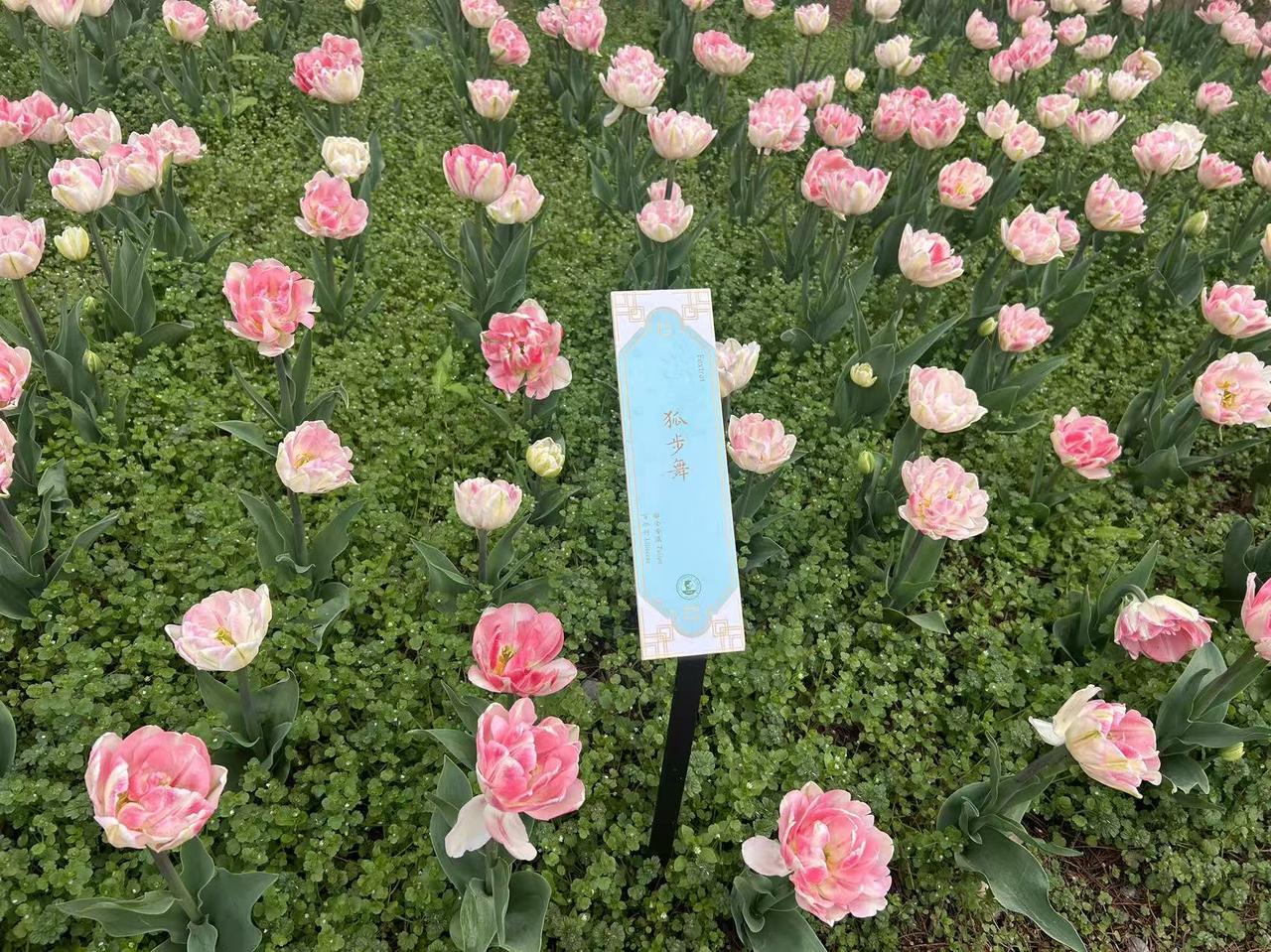 陏金香“狐步舞”见过吗？它可是郁金香里的独特存在。那花瓣如同灵动的舞者裙摆，层层