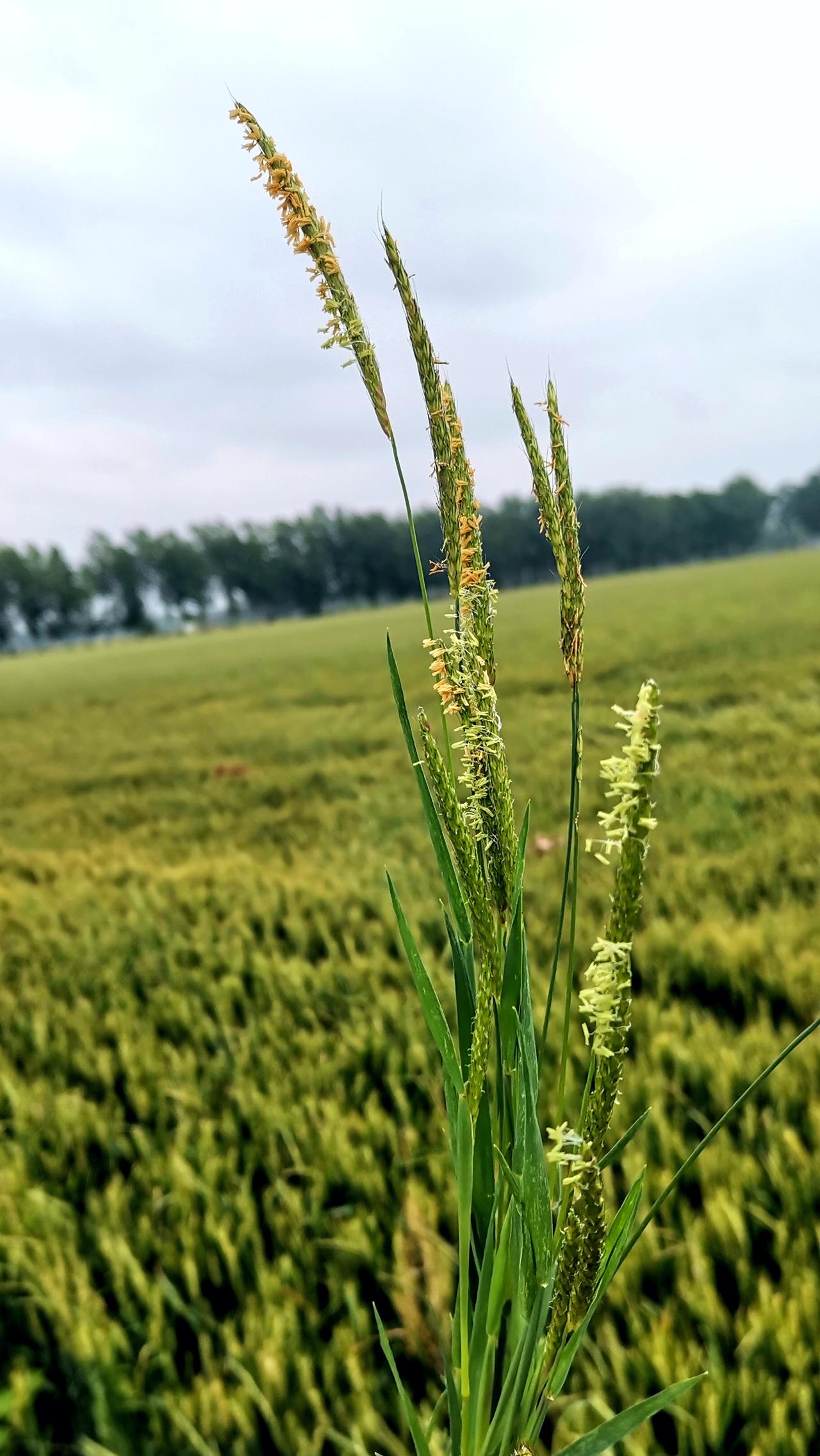 夏花品种少，但花期普遍较长！（5.25拍照）