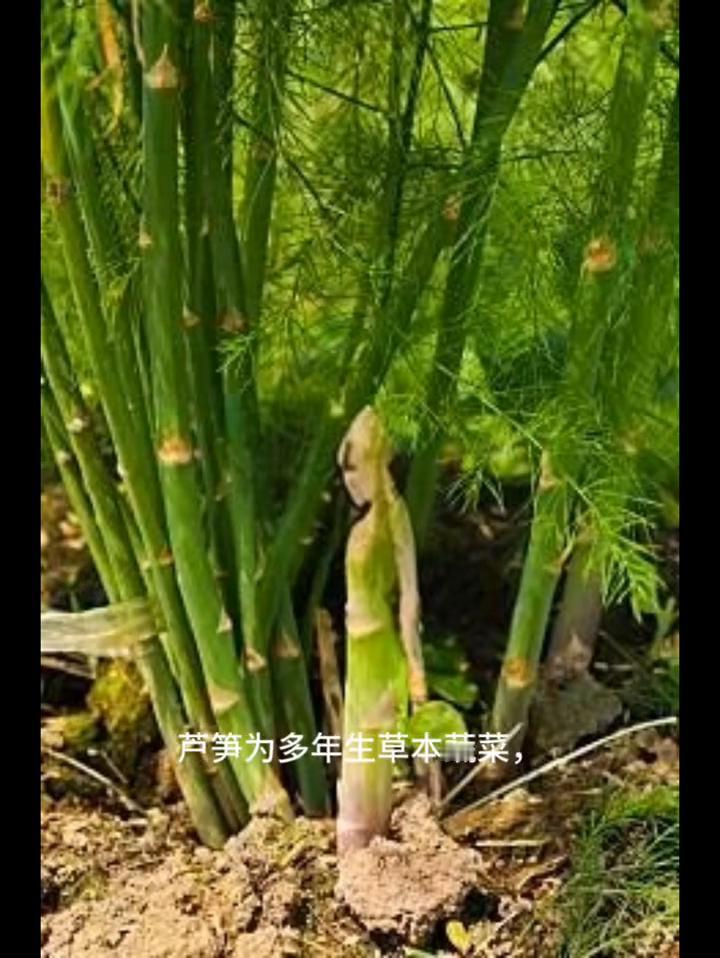 小菜园芦笋生长管理技术。
亲爱的朋友们大家好，这期视频给大家分享小菜园芦笋种植管
