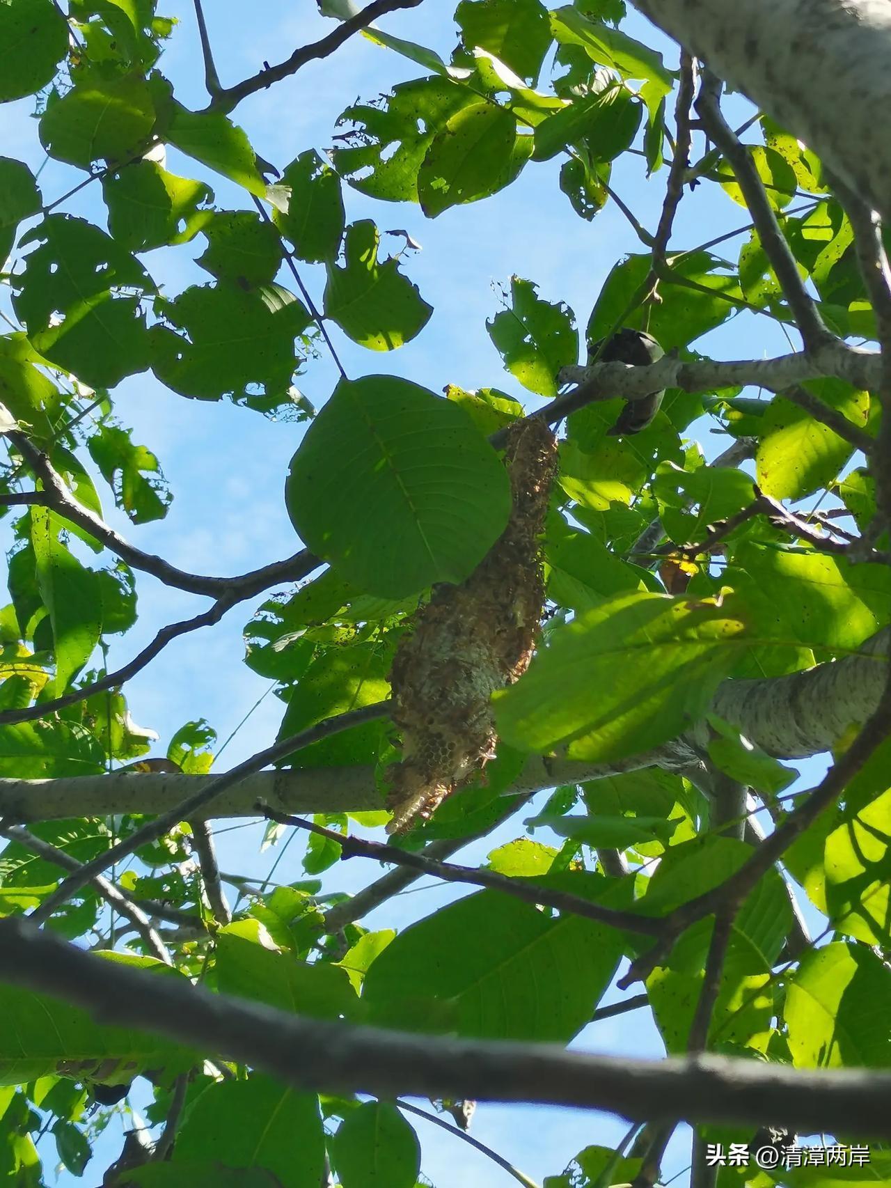 昨天清晨，一位许久未见的同事来到了锻炼场。只见他半边脸蜡黄。询问之下才得知，这几