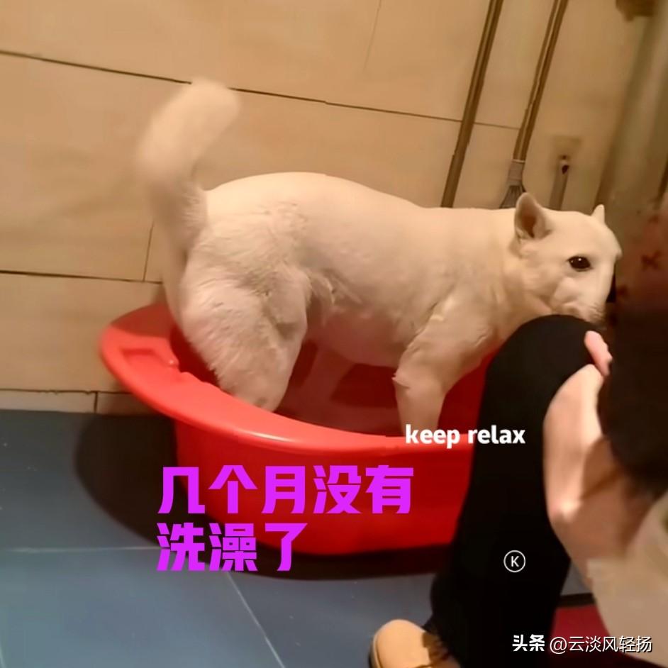 老家养了一只中华田园犬，我们都喜欢叫它小白，仔细算一下，小白都已经五岁多了。因为