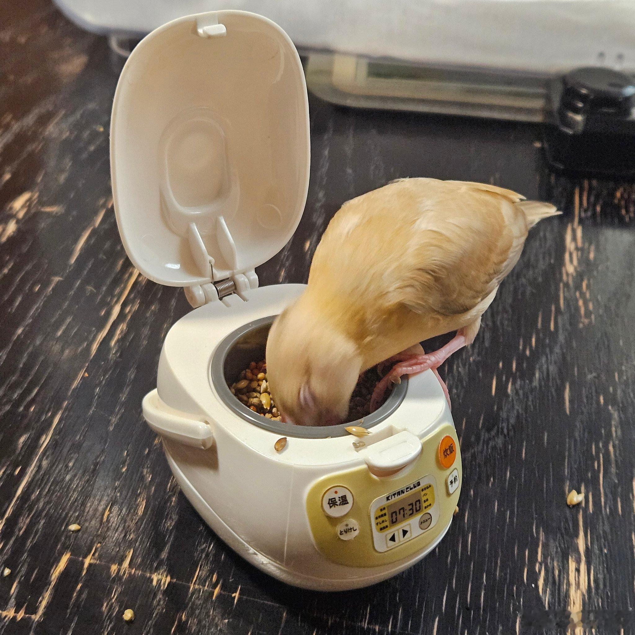 小鸟专属迷你电饭煲🥹开盖就是满满谷物杂粮，站在锅沿埋头猛炫