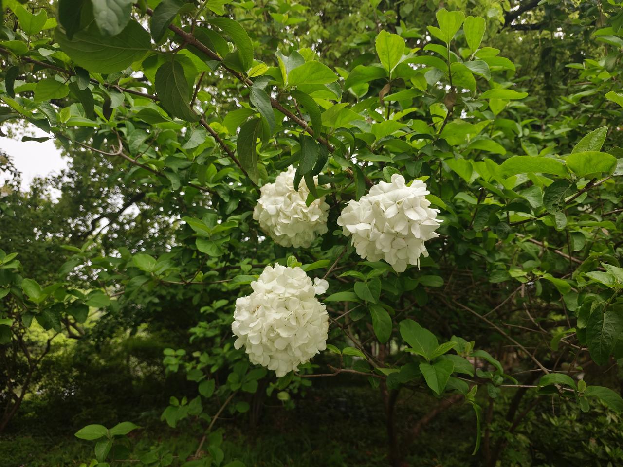 你可以永远相信杭州春天的浪漫，杭州春天各种鲜花如约而至。从腊梅花到海棠花、桃花、