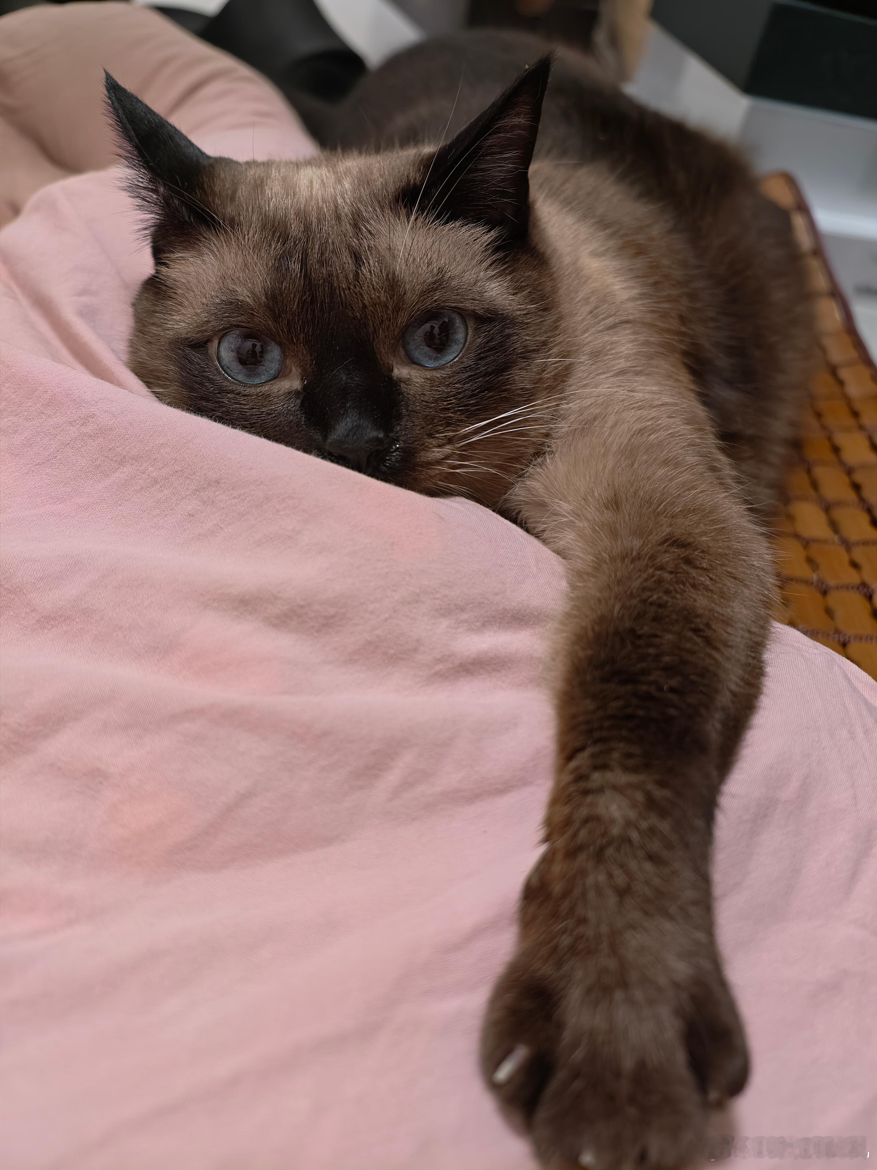 婴儿被子蒙头快窒息时小猫扒醒宝妈猫真的很聪明，前两天早上北北醒了我还在睡觉，然后