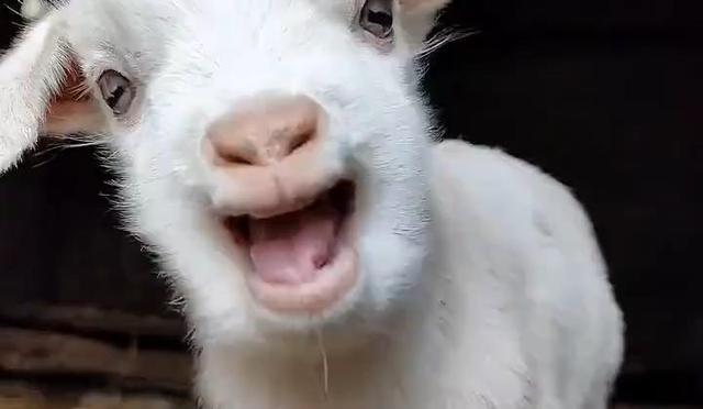 为什么羊没能成为人类的宠物？羊很无情的，在发情期时，你养了5年的羊可能会把你用角