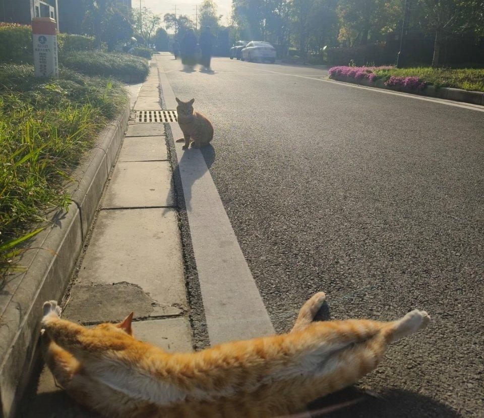 萌宠 “狐媚子。哼……” 