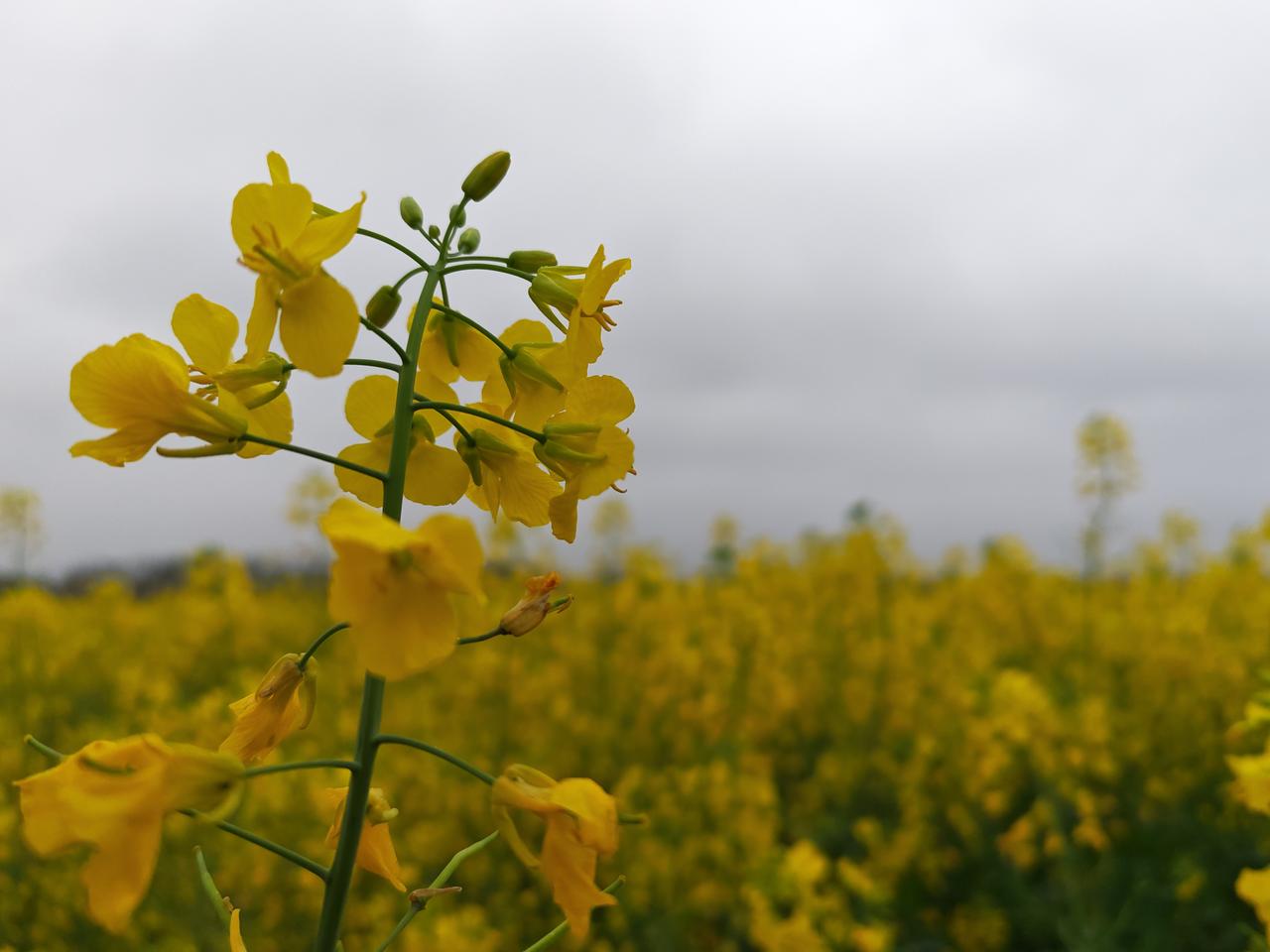 春暖花开时节，万物复苏，门前的油菜花金灿灿的，春天是我最喜欢的季节。