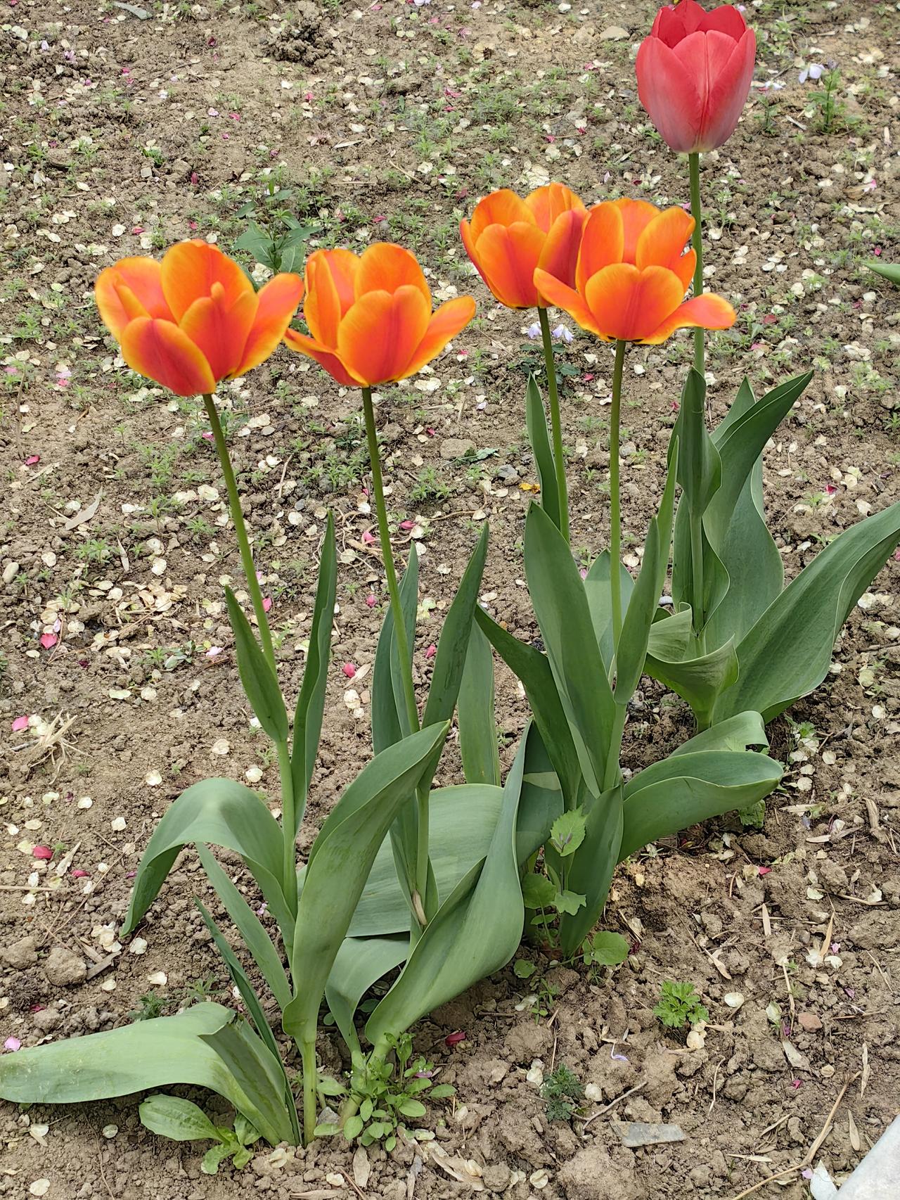 农大郁金香
2026.4.16