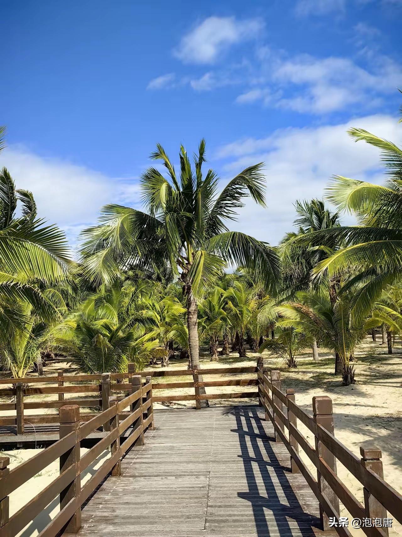 希望越大，失望越大？
​​​​从今天中石油、中石化、中海油三桶油的走势看，由于受