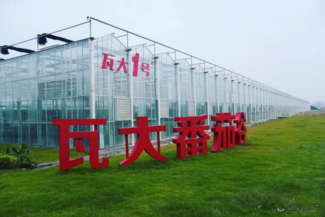 作为深耕特色农业的践行者，阜阳瓦大番茄谷在颍东这片沃土上，书写了一场农业与创新的