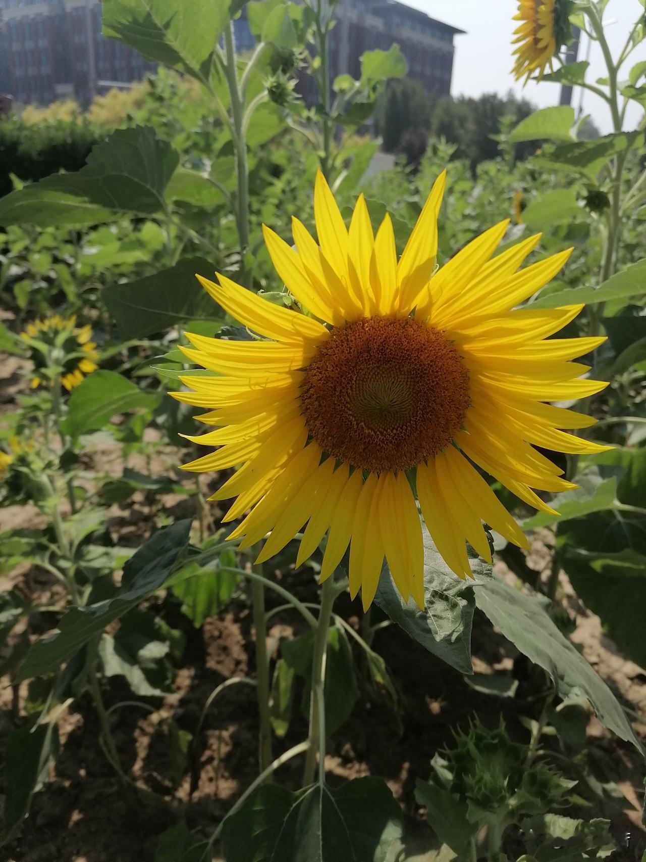 9.27北京多云转晴，白天以晴为主，适合户外活动。
平原地区最高 27℃，最低 