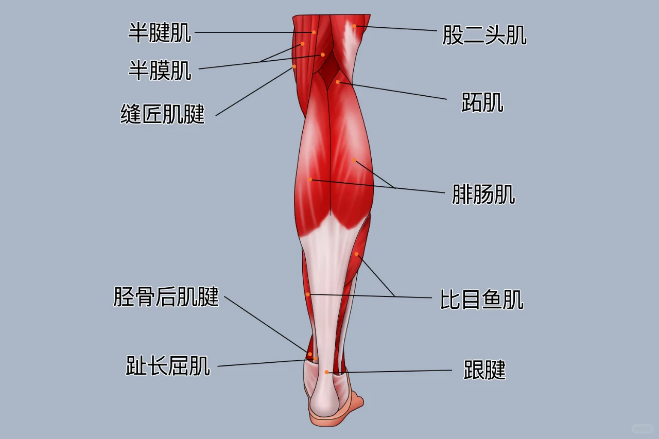 腓肠肌在什么位置图片