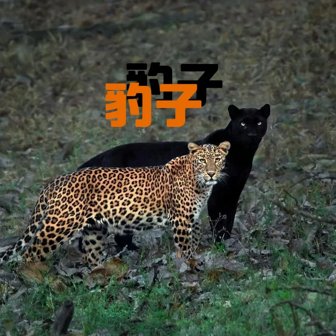 究竟有几只豹子呢？