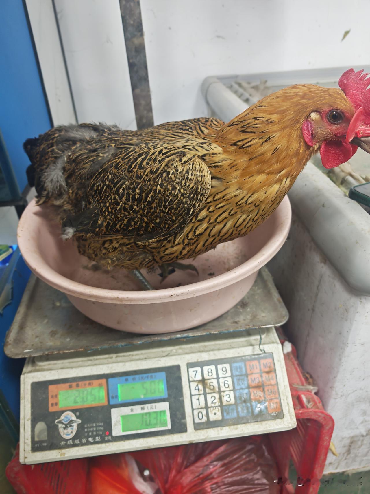 老板信誓旦旦地称所卖的是农村散养的土鸡，我不禁疑惑，南京的活禽交易开放了吗？
城