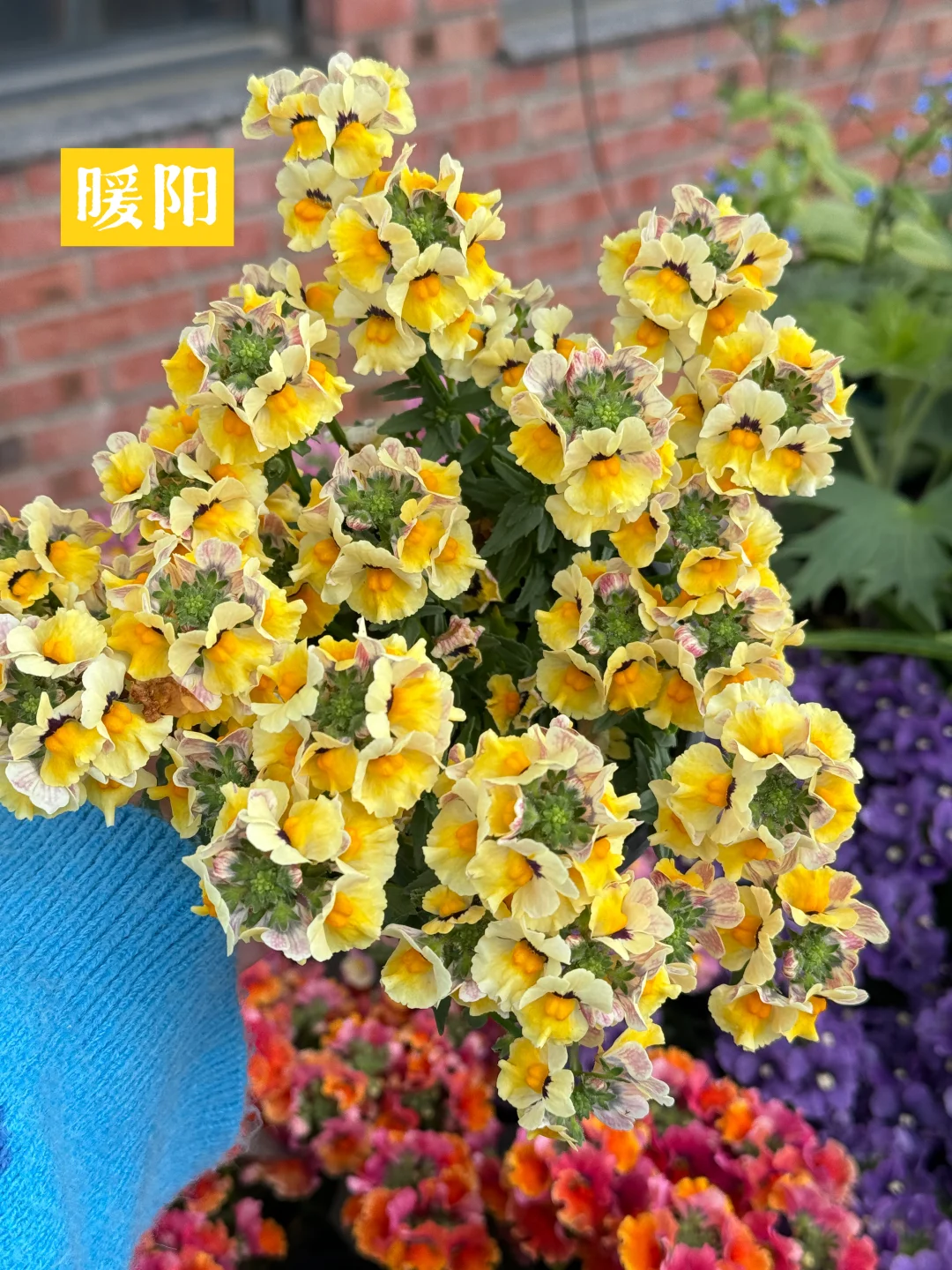 谁不想在这春天来一盆暖阳呢