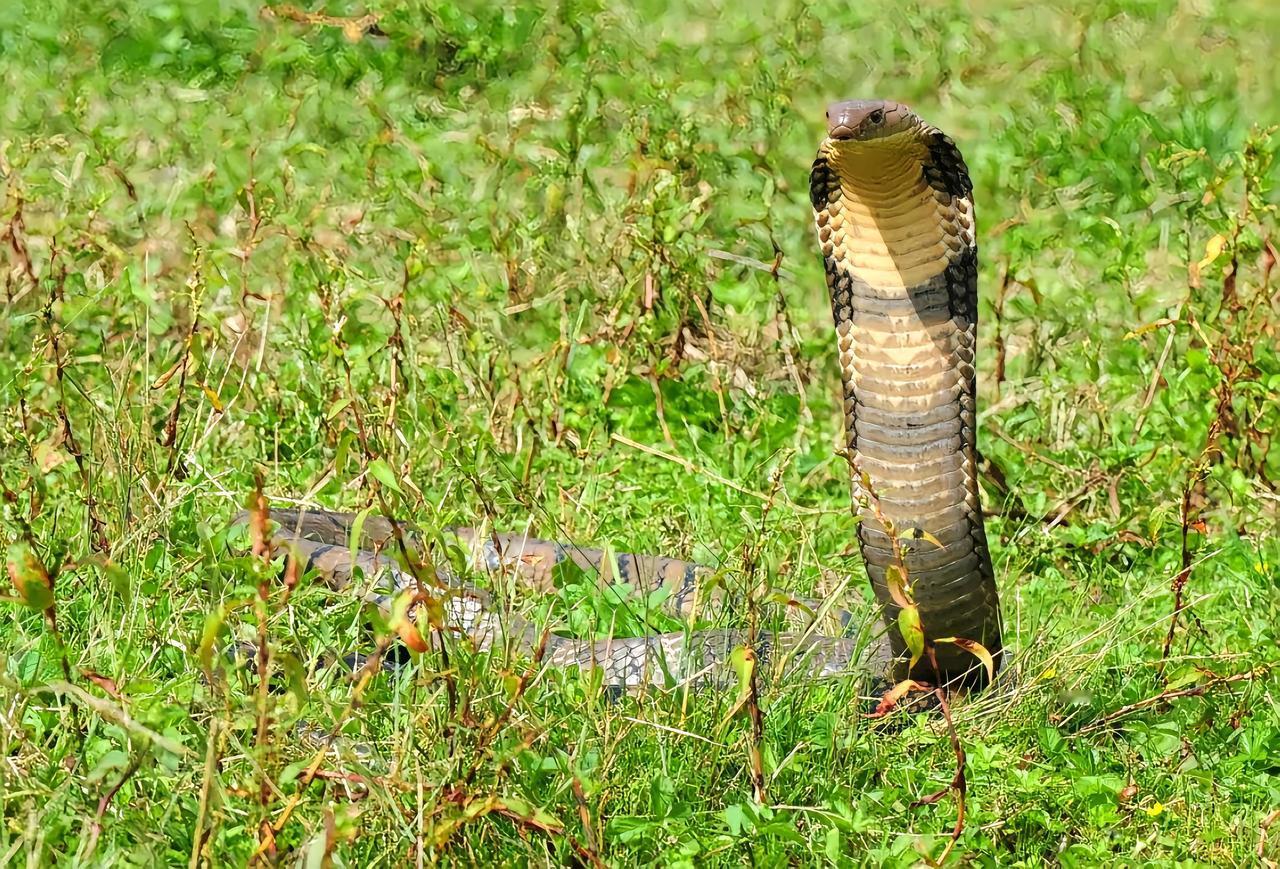 眼镜王蛇（动物们194）

眼镜王蛇,别名为山万蛇、过山峰等，是眼镜蛇科眼镜王蛇