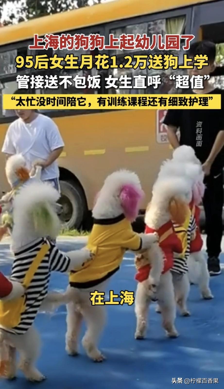 我的天呀真的被这件事整破防了。1万2一个月，给狗狗上幼稚园，管接送还不包饭，主人