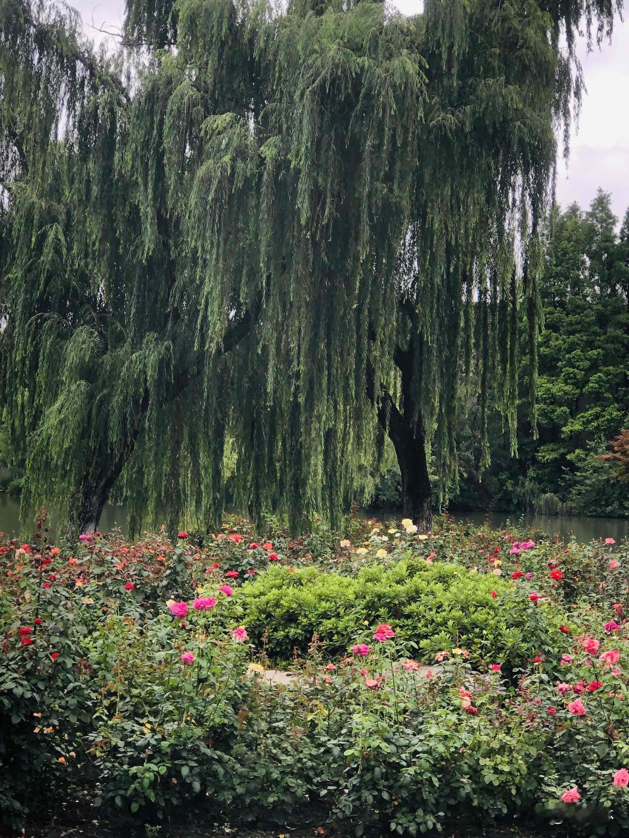 细雨过后逛公园，处处清新。垂柳依依垂落水面，一池睡莲静静绽放，水珠留在荷叶之上格