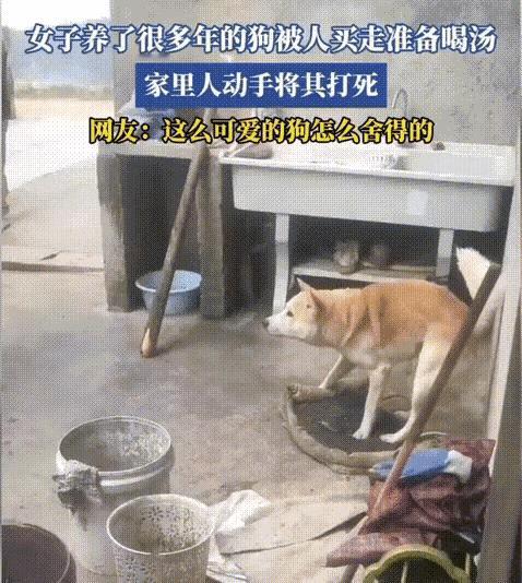 自己家养的狗，怎么忍心把它打死？一条狗能卖多少钱？为了这几个小钱，就害死了一条性