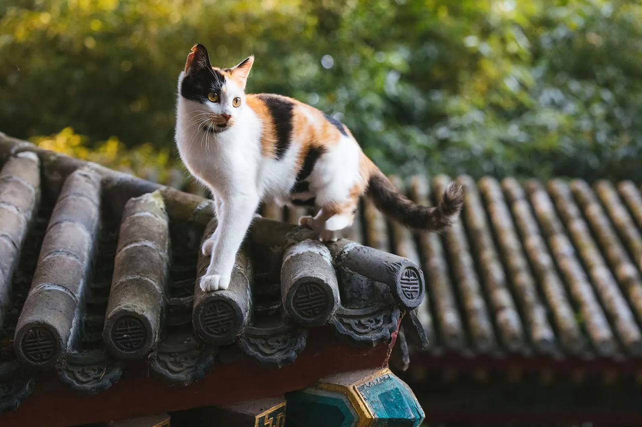 一只可爱的三花猫