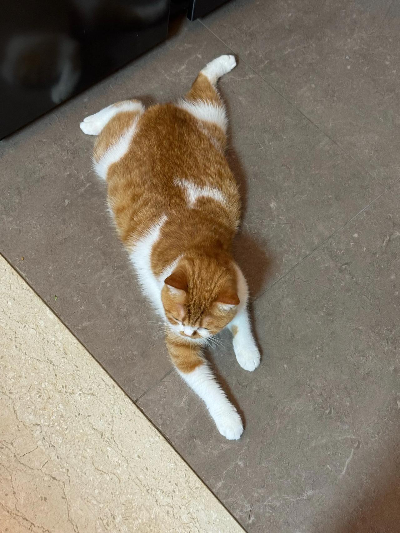 歪！好猫不挡路！
#萌宠# #猫咪#