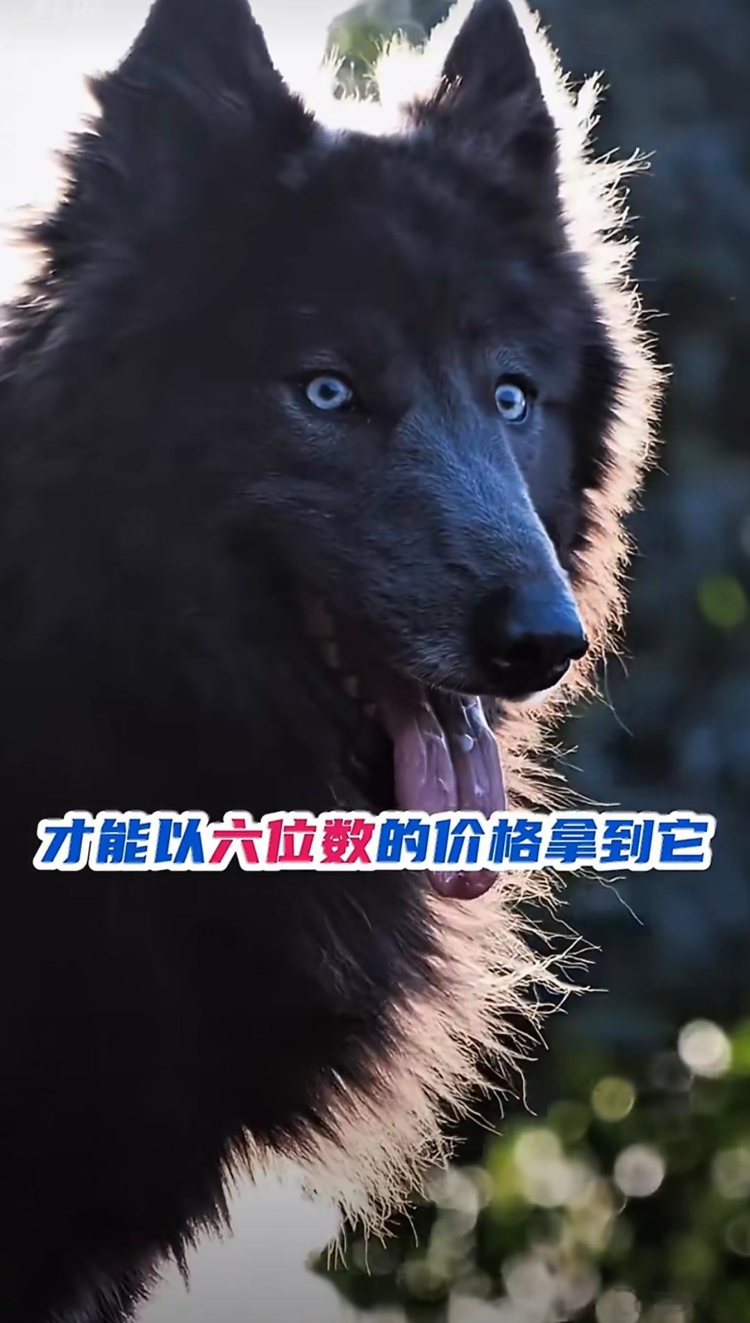 六位数的狗坐在七位数的车里特斯拉的cyber truck，我是真的认识但在这六位