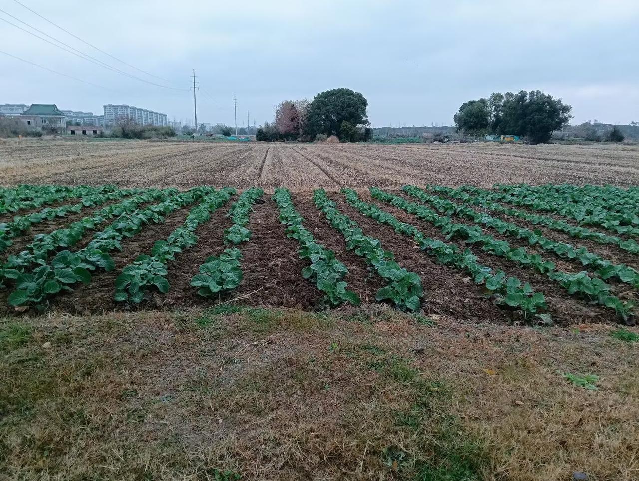 社会主义新农村：冬日之绿意，希望的田野。
        图片源于江南锡城某美女