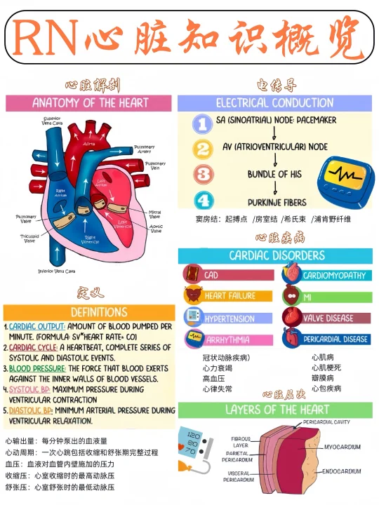 备考RN/心脏知识概览！！学！！内容