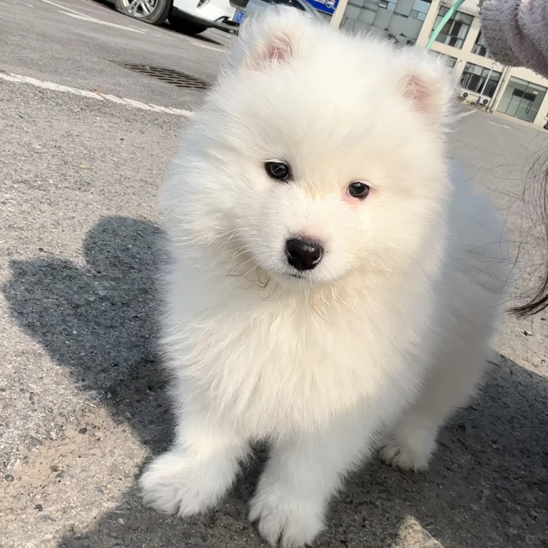 萨摩耶小时候真的像一只小熊🐻