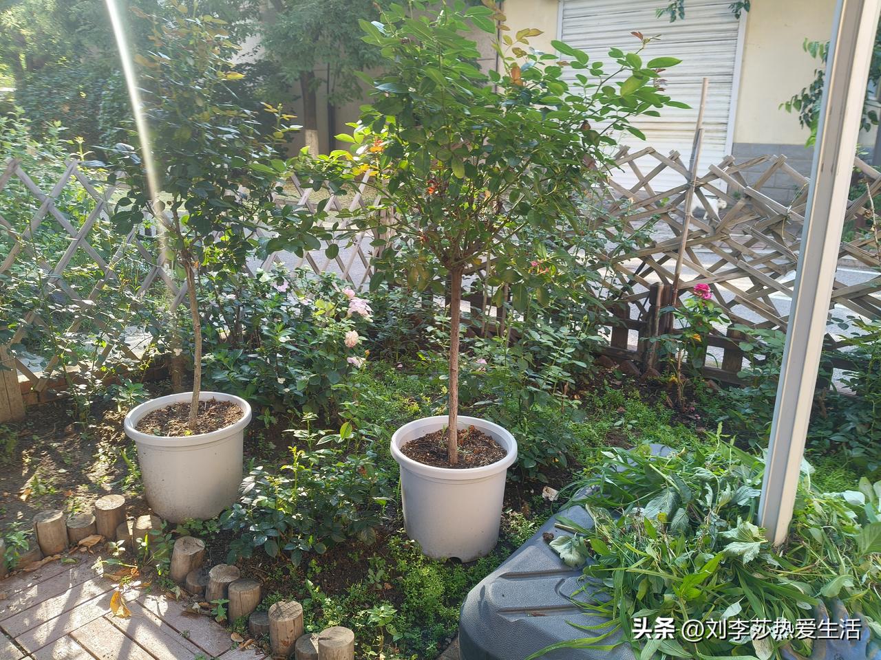 夏日的花草啊，那可是镜头里藏都藏不住的浪漫。
院子里的粉色月季开得正旺，夏天的花