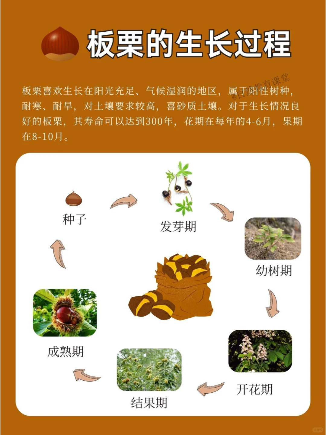 自然教育手册 |“甜蜜刺猬”—板栗
