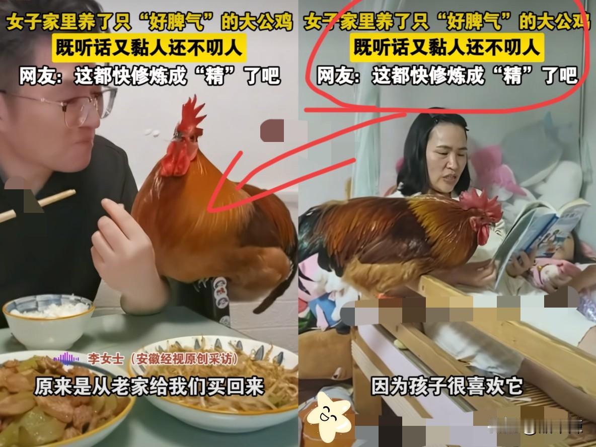 “真要成精了？”上海，女子从老家买了一只大公鸡，本来要杀了补身体，可孩子非要当宠