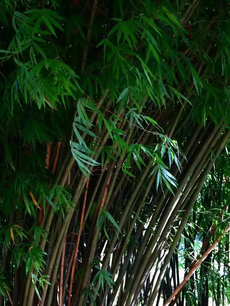 竹子是禾本科草本植物，严格来说竹林不是树林，是大片草丛
 
信源：中国植物志官网