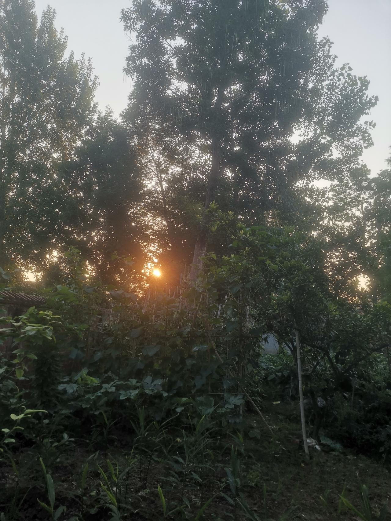 早晨起来都六点了。

我来到院子里，红红的太阳已升起来穿过树梢，映出红红的笑脸，