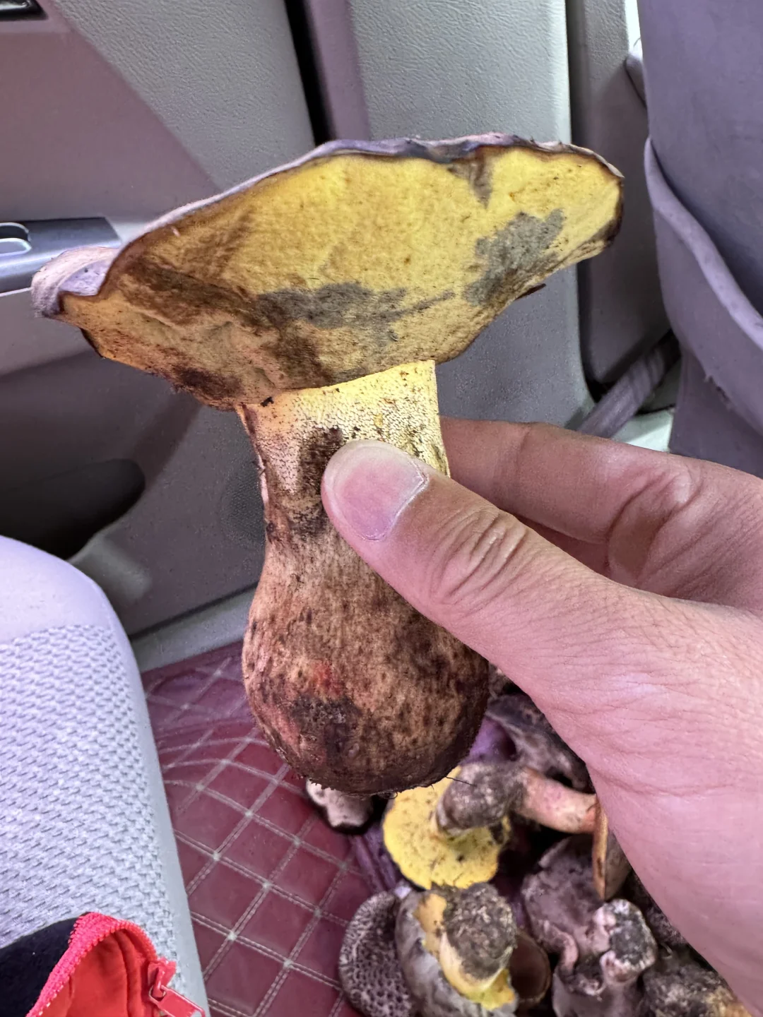 捡不完，捡不完，巴松措的菌子太多了