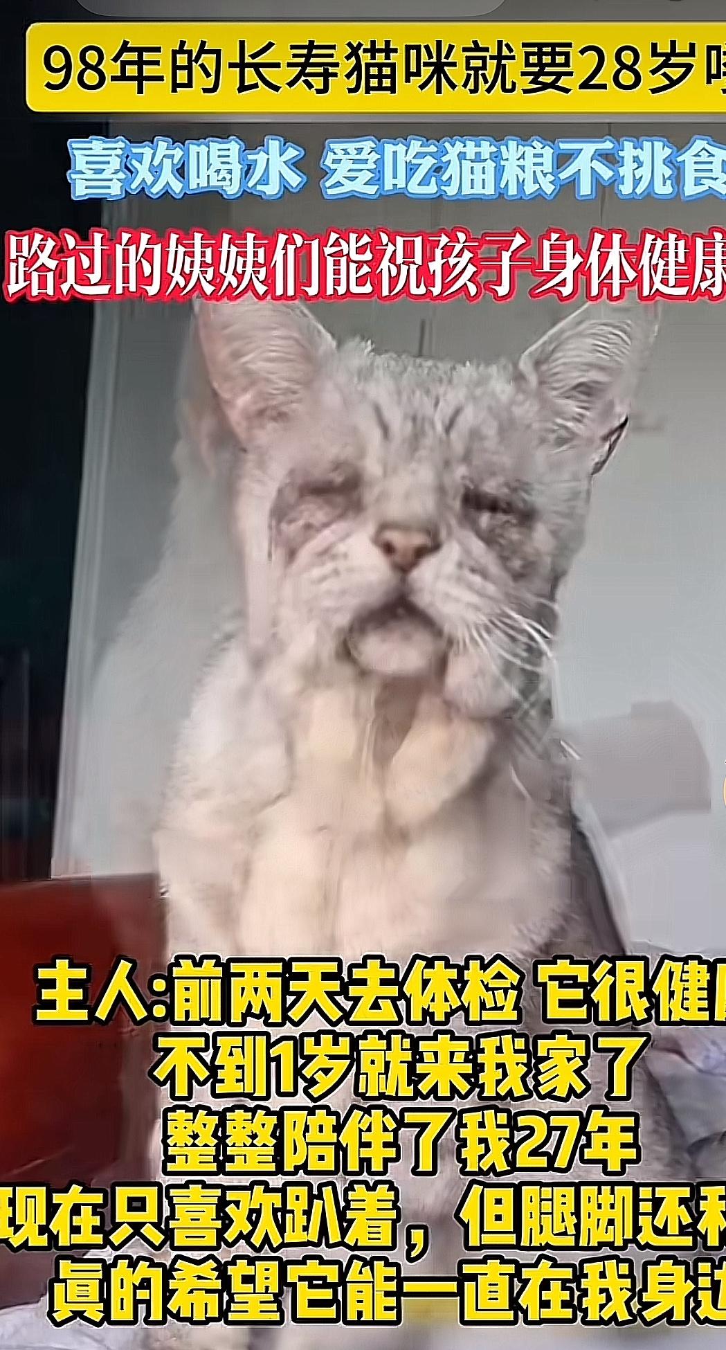 刷到网友家的老猫咪，已经28岁，相当于人类98岁，猫咪老态龙钟的样子，与人类百岁