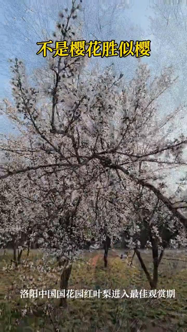不是樱花胜似樱。
洛阳中国国花园红叶梨进入最佳观赏期。