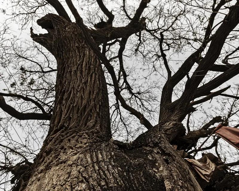 小时候，老师说要带我们去参观古树，结果一行人走到了我家。那时牛和羊还拴在那儿，我